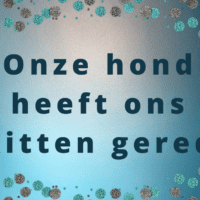 Onze hond heeft ons kitten gered!