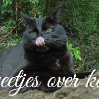 Ken jij deze 7 weetjes over katten?