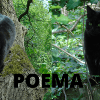 Poema