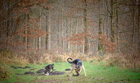 Losloopgebied Bocholt, een paradijs voor honden