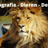 Fotografie – Dieren – Deel 1