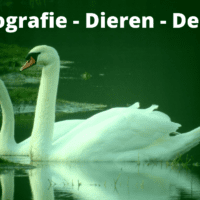 Fotografie – Dieren – Deel 2