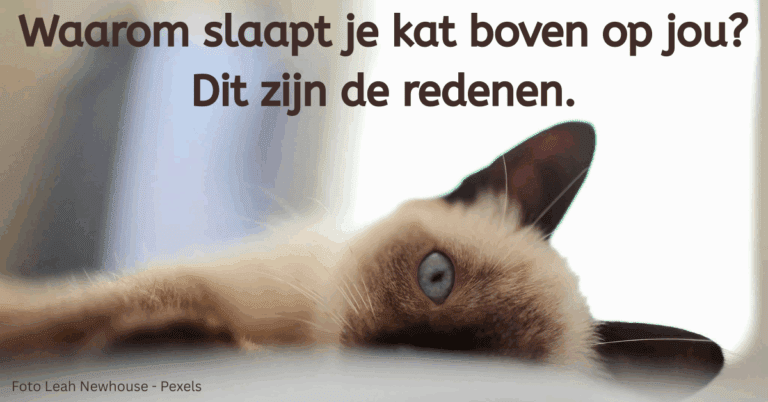 EvenDelen.be Waarop slaapt kat boven op jou