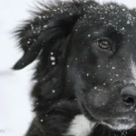 Is strooizout giftig voor honden