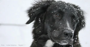 Is strooizout giftig voor honden?