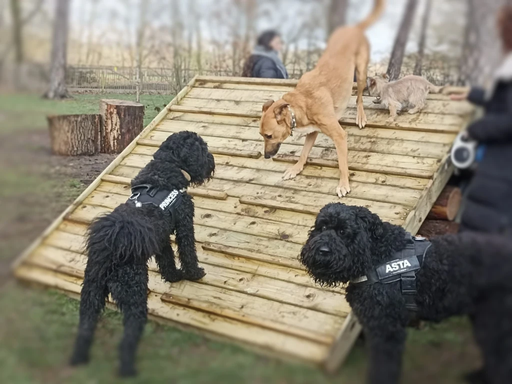 Hondenweide Pietersheim Lanaken met Agility toestellen