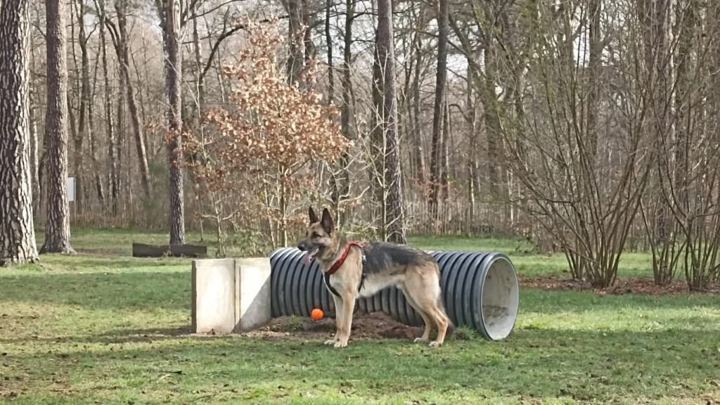 Losloopweide Pietersheim te Lanaken