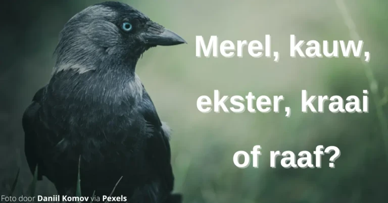 EvenDelen.be Merel kauw ekster kraai of raaf