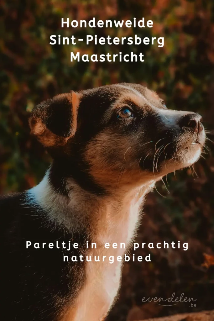 Hondenweide Sint-Pietersberg te Maastricht: pareltje in een prachtig natuurgebied