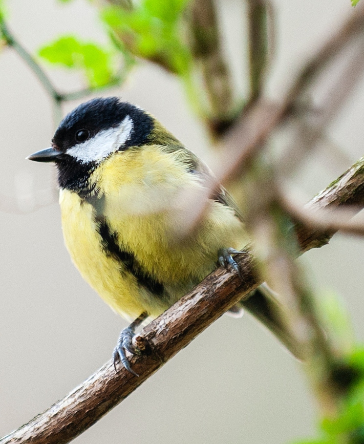 EvenDelen.be Herken jij de vogels in je tuin?