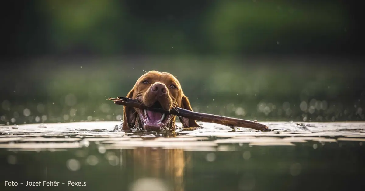 Hondenweide met zwemzone Schoonbeek te Bilzen: ruim bosgebied en waterpret voor je hond