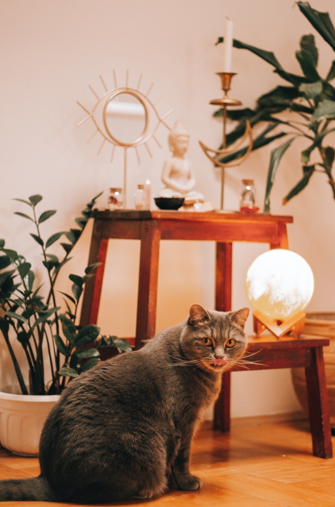 EvenDelen.be Welke kamerplanten zijn giftig voor mijn kat?