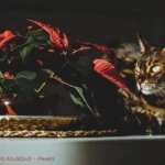 Welke kamerplanten zijn giftig voor mijn kat (1)