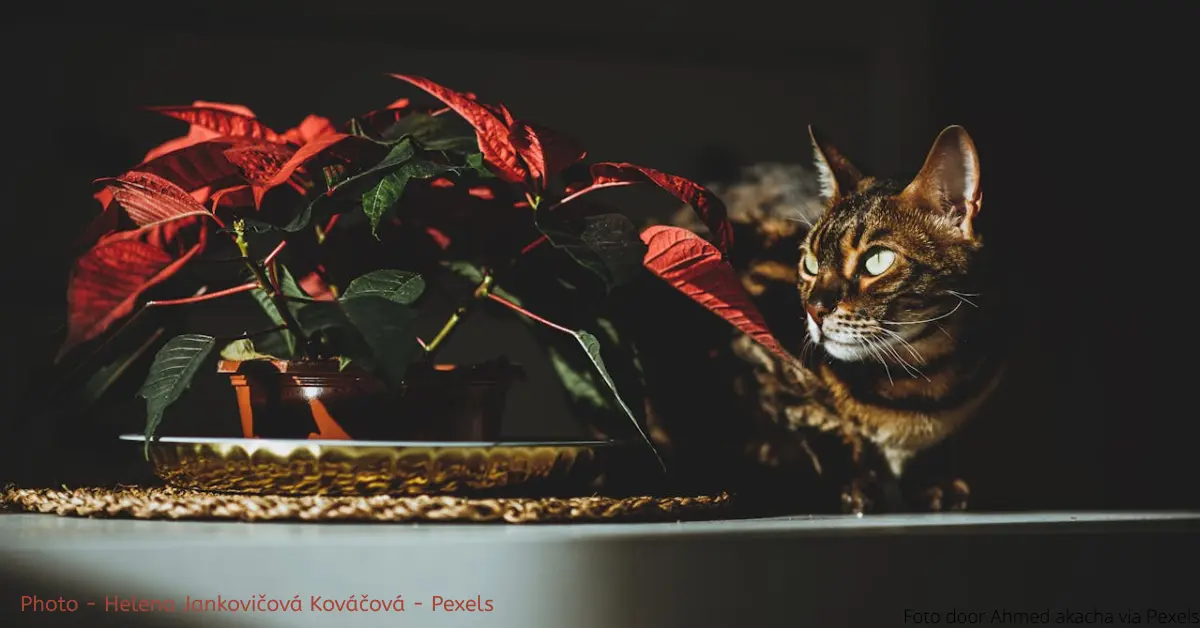 Welke kamerplanten zijn giftig voor mijn kat (1)
