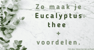 Zo maak je eucalyptus thee + voordelen. Zo maak je eucalyptus thee + voordelen.