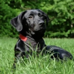 Gazonmest giftig hond