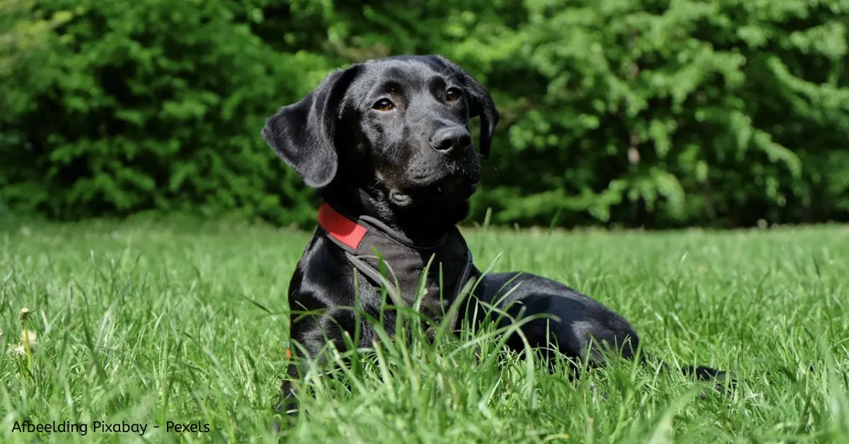 Is gazonmest giftig voor honden? Dit moet elke hondenbaas écht weten (met veilige alternatieven)