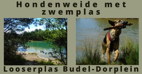 EvenDelen.be Hondenweide met zwemplas - Looserplas Budel-Dorplein