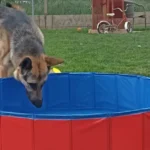 Is het hondenzwembad van Action ideaal voor de afkoeling van je hond?