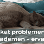 EvenDelen.be Als je kat problemen heeft met ademen Ervaring
