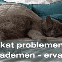 Als je kat problemen heeft met ademen – ervaring.
