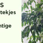 EvenDelen.be Ficus van stekjes tot prachtige plant