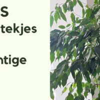 EvenDelen.be Ficus van stekjes tot prachtige plant