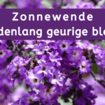 EvenDelen.be Zonnewende, maandenlang geurige bloemen