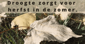 Droogte zorgt voor herfst in de zomer.