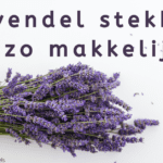 EvenDelen.be Lavendel stekken is zo makkelijk!