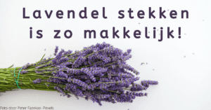 Zelf Lavendelolie Maken Op Twee Manieren. ❤ Www.Evendelen.Be