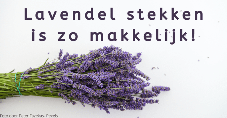 EvenDelen.be Lavendel stekken is zo makkelijk!