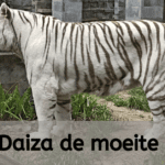 EvenDelen.be Is Pairi Daiza de moeite waard?