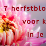 EvenDelen.be 7 herfstbloeiers voor kleur in de tuin.