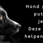 Hond graaft putten in je tuin