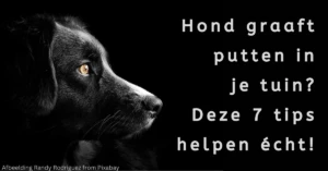 Hond graaft putten in de tuin?  Deze 7 tips helpen écht!