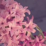 Welke bloembollen plant je in de herfst