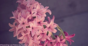 Welke bloembollen plant je in de herfst : 10 kleurrijke blikvangers voor je tuin
