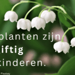 EvenDelen.be Deze planten zijn giftig voor kinderen.