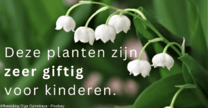 Deze planten zijn zeer giftig voor kinderen.