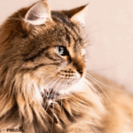Senior kat tips
