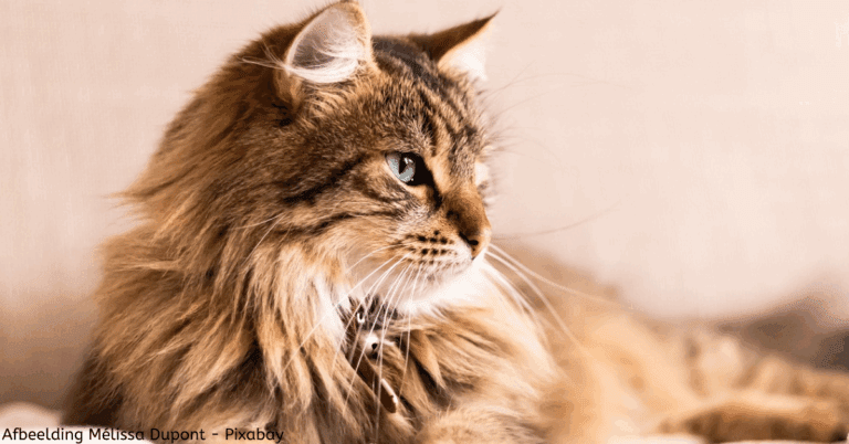 Senior kat tips