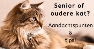 EvenDelen.be Senior of oudere kat? Aandachtspunten en tips.