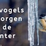 EvenDelen.be Tuinvogels verzorgen in de winter
