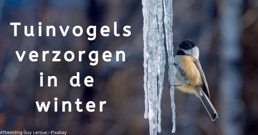 EvenDelen.be Tuinvogels verzorgen in de winter