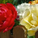 Tulpenbollen Action REVIEW