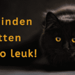 EvenDelen.be Dit vinden katten niet zo leuk!