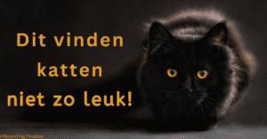 EvenDelen.be Dit vinden katten niet zo leuk!