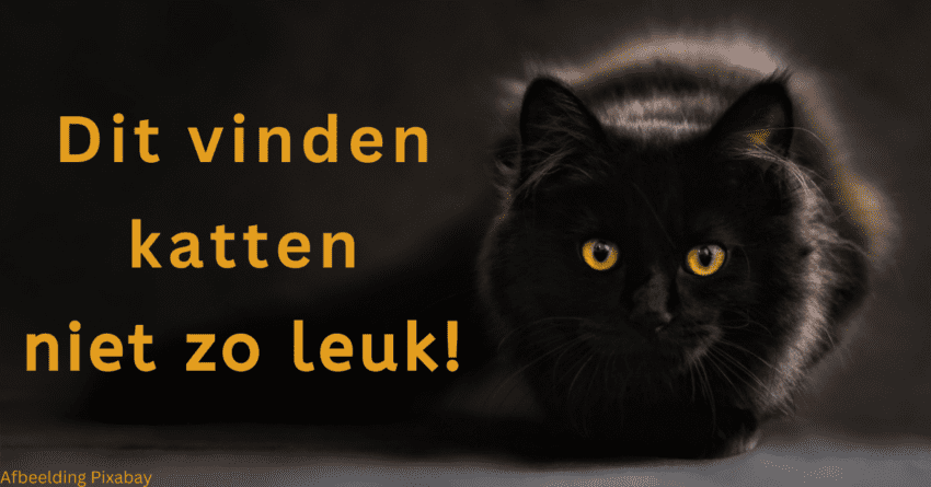 EvenDelen.be Dit vinden katten niet zo leuk!