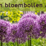 EvenDelen.be Allium bloembollen Action